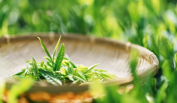 茶葉の収穫イメージ画像