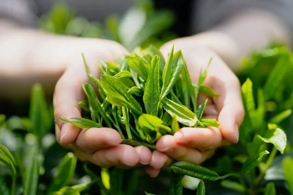 収穫した茶葉のイメージ画像