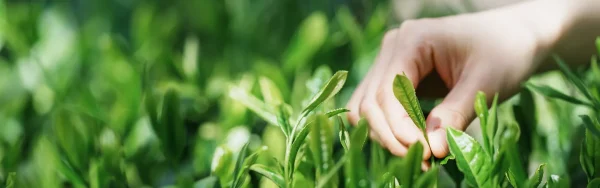阿波晩茶の新芽のイメージ画像