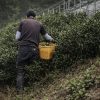 徳島県上勝町の茶畑で、かごを持ったまえばら農園の農家が阿波晩茶の茶葉を収穫している様子
