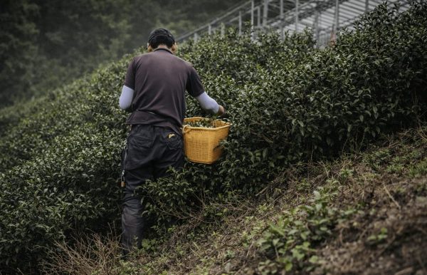 徳島県上勝町の茶畑で、かごを持ったまえばら農園の農家が阿波晩茶の茶葉を収穫している様子