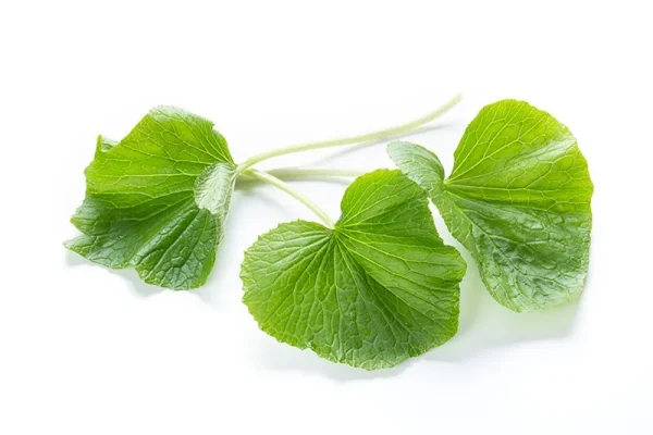 徳島・上勝町産 採れたて「生 葉わさび」 50g （秀品）