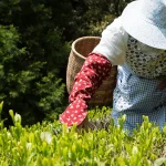 茶葉を摘みとっている画像