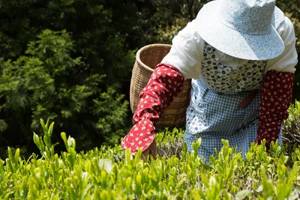 徳島県の伝統的な日本茶、阿波晩茶を紹介！歴史や特徴に迫る