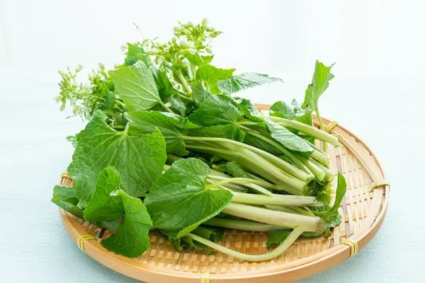 徳島・上勝町産 採れたて「生 葉わさび」 50g （秀品）