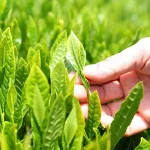 阿波晩茶の新芽のイメージ画像