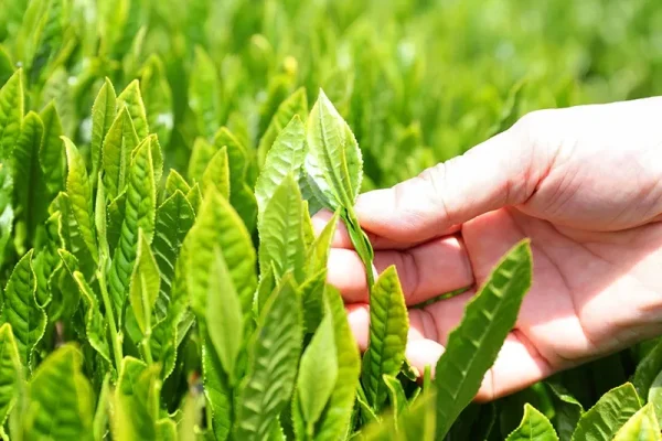 阿波晩茶の新芽のイメージ画像