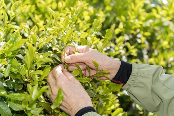 阿波晩茶の収穫イメージ画像