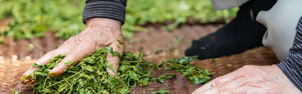茶葉をもんでいるイメージ画像