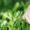 阿波晩茶の新芽のイメージ画像