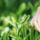 阿波晩茶の新芽のイメージ画像