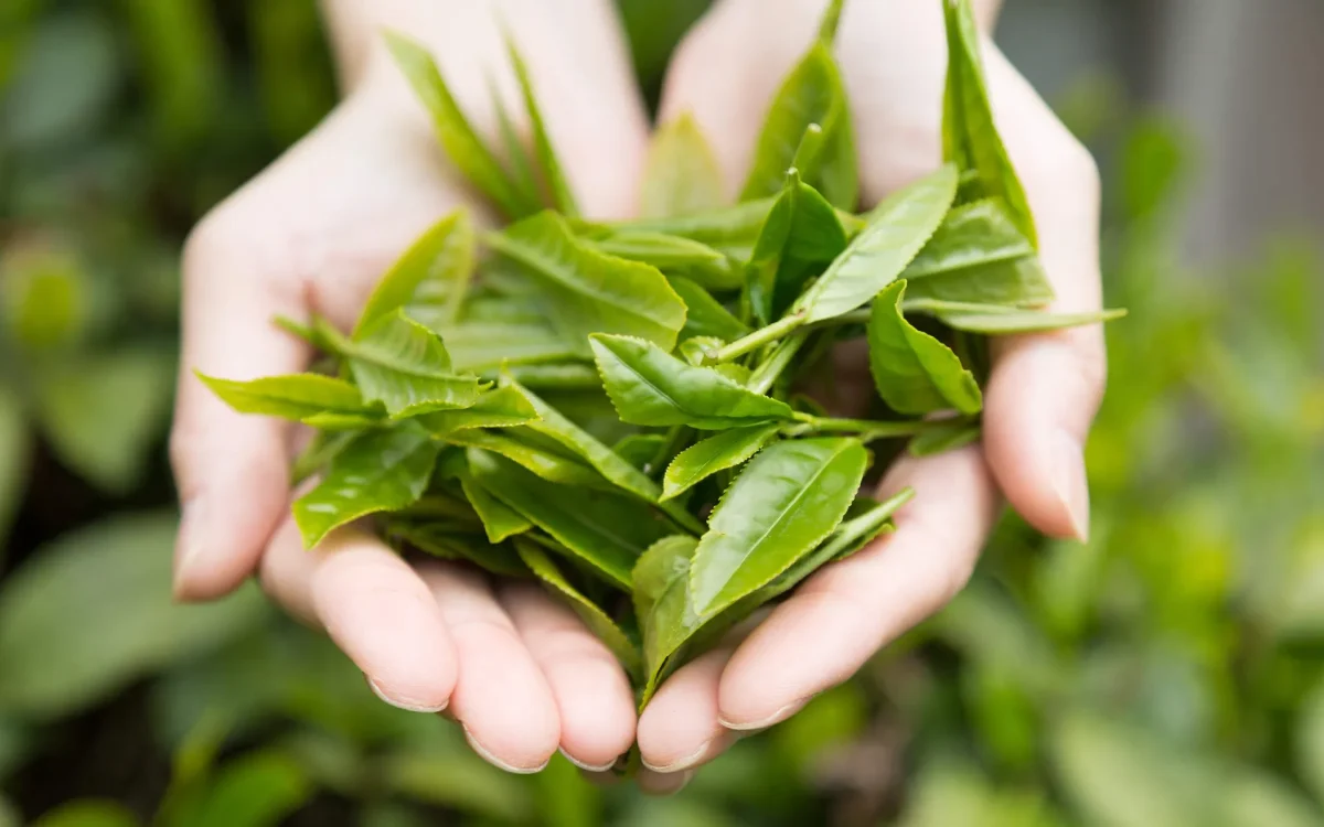 徳島県上勝町の山あいに広がる茶畑と自然の風景