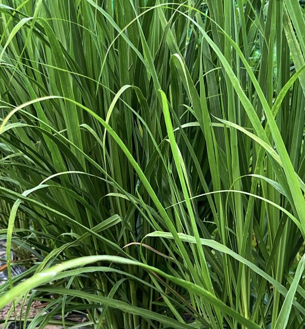 乾燥レモングラス 10g | 徳島・上勝町産 | 栽培期間中農薬不使用 ハーブティー