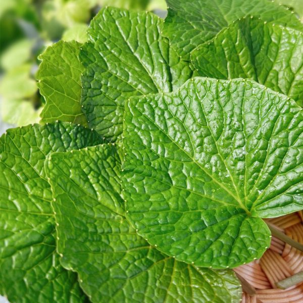 徳島・上勝町産 採れたて「生 葉わさび」 50g （秀品）