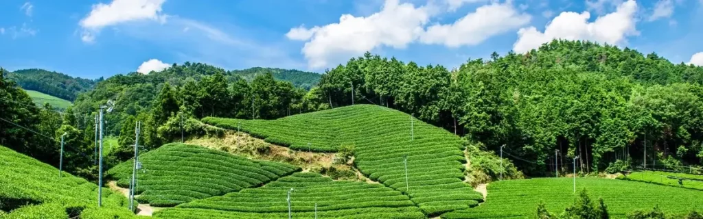 茶畑のイメージ画像