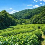 徳島県上勝町にあるまえばら農園の茶畑風景。急峻な山々と照葉樹林に囲まれた環境で育つ阿波晩茶 山吹の茶葉。